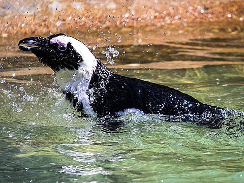 An African penguin. For illustrative purposes only.