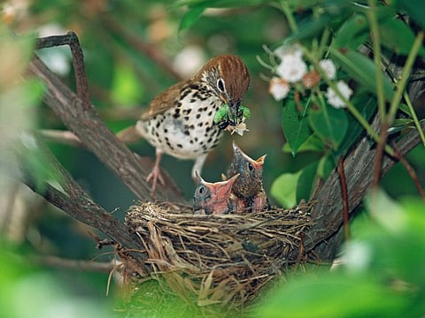 Wood Thrush, at the nest, feeding hungry  chicks