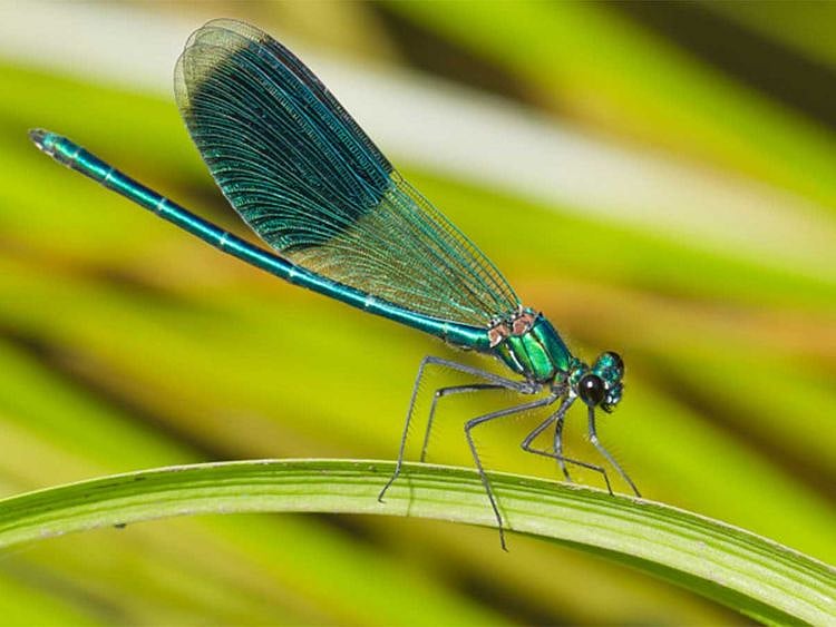 190608 dragon fly