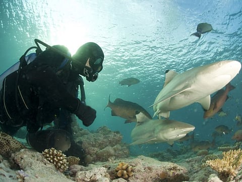 two blacktip reef sharks swim near a diver on a coral reef in seychelles