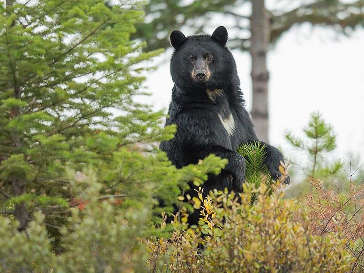 Bear