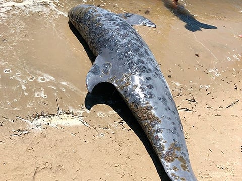  At least 279 dolphins have stranded across much of the U.S. Gulf Coast since Feb. 1, 2019,