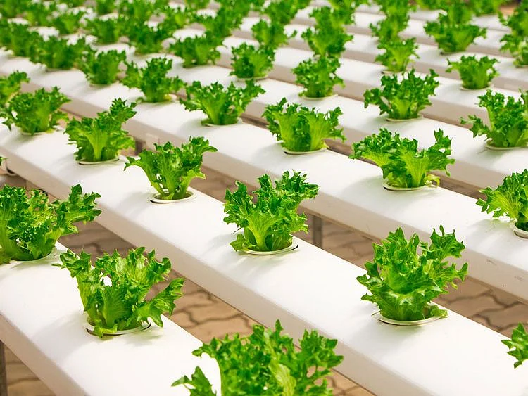 Vertical farming