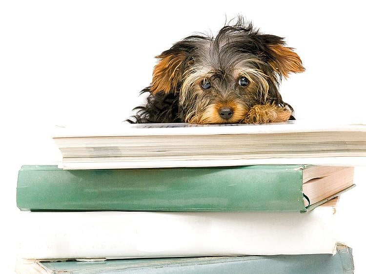 NAT-190406-SC--PetsCorner-1-(Read-Only)