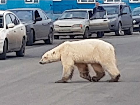 A polar bear crossing a road in Norilsk, Russia. An emaciated polar bear has been sighted in a Russian industrial city in Siberia, far south of its normal hunting grounds.
