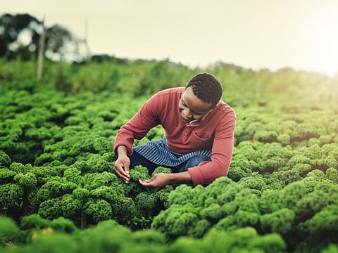 At the end of apartheid in 1994, 60,000 white farmers held 86 per cent of all farmland. Thirteen million blacks, many of whose forebears had been dispossessed in 1913, held the remaining 14 per cent,
