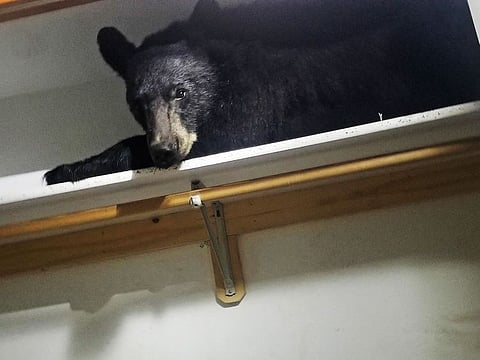 A back bear lays on a closet shelf. 