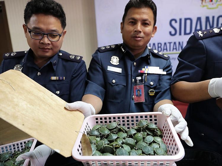 Malaysia_Turtles_and_Drugs_58822