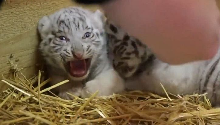 RDS_190627 Tiger cub-1561630952196