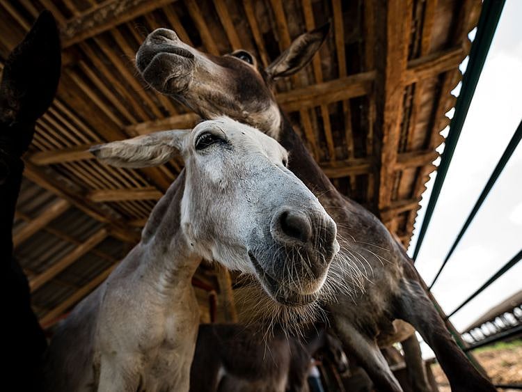 Serbia's unique donkey cheese