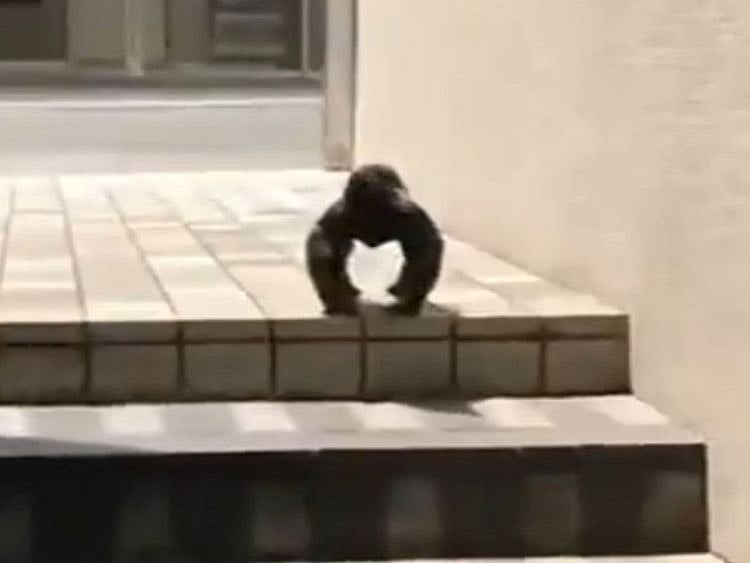 gorilla crow
