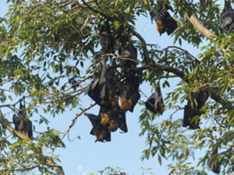 In daylight, the bats dangle from tree branches, masquerading as dead leaves. At nightfall they unfold their canny wings and skitter to their work, sweeping through the skies, circling under the street lights, clearing the air of moths whose larvae eat our trees.