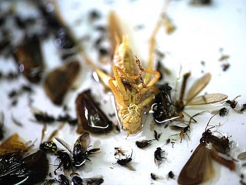 An insect trap with insects collected by the volunteer-run Entomology Society at the group's home in Krefeld, western Germany