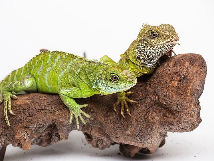 kidspost-lizard-3454b59a-9b5f-11e9-b27f-ed2942f73d70-(Read-Only)