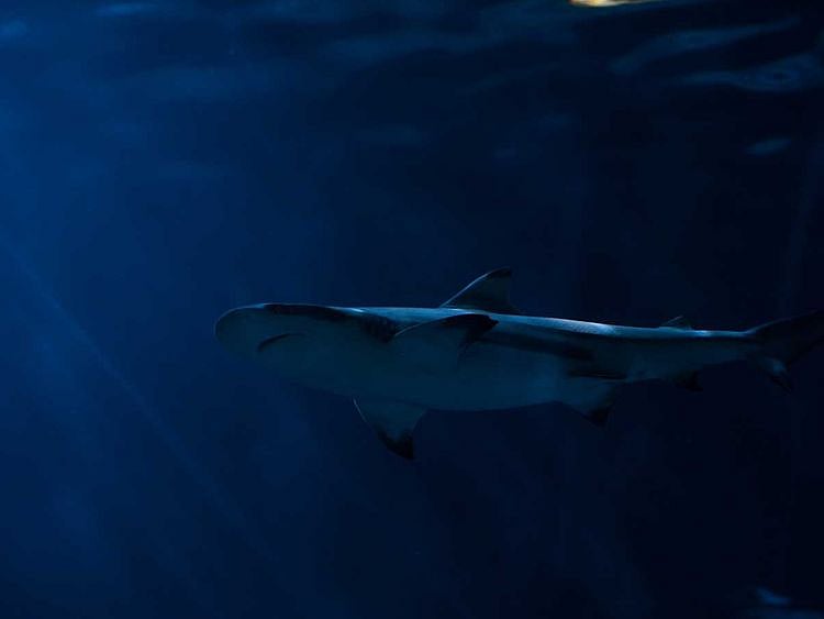 190702 shark