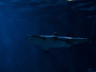 Sydney swimmer hospitalised by 'harmless' shark