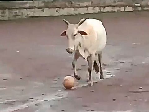 A cow playing football in India.