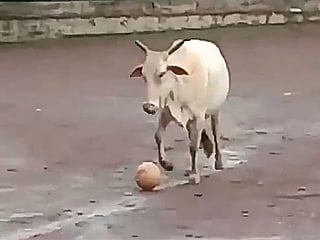 Cow in India plays football, breaks the internet