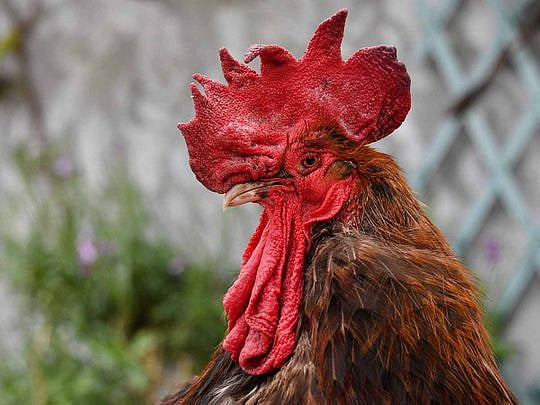 

The case sparked discussions on balancing community peace with pet and livestock ownership.