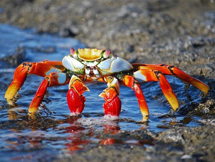 Crab