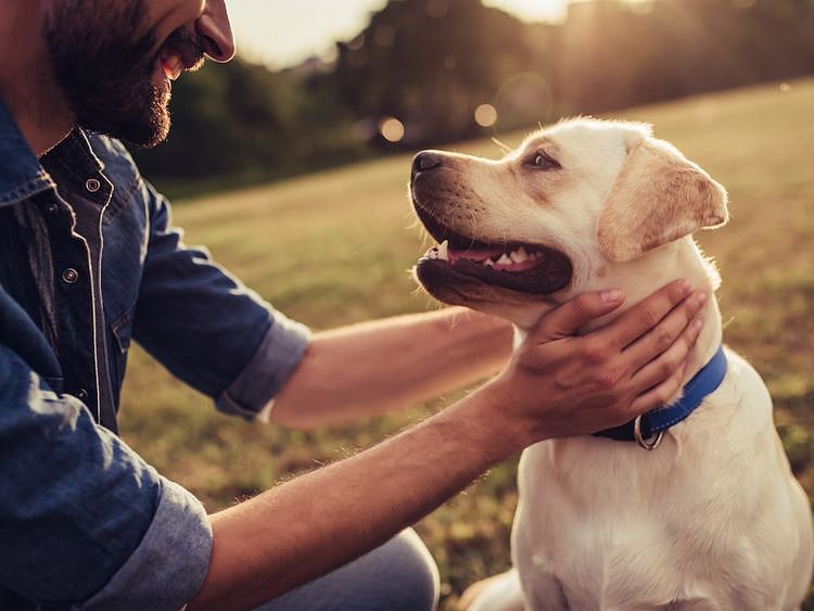 opn pet dogs-1562408535479
