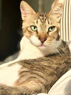 These UAE cats are looking for their forever homes