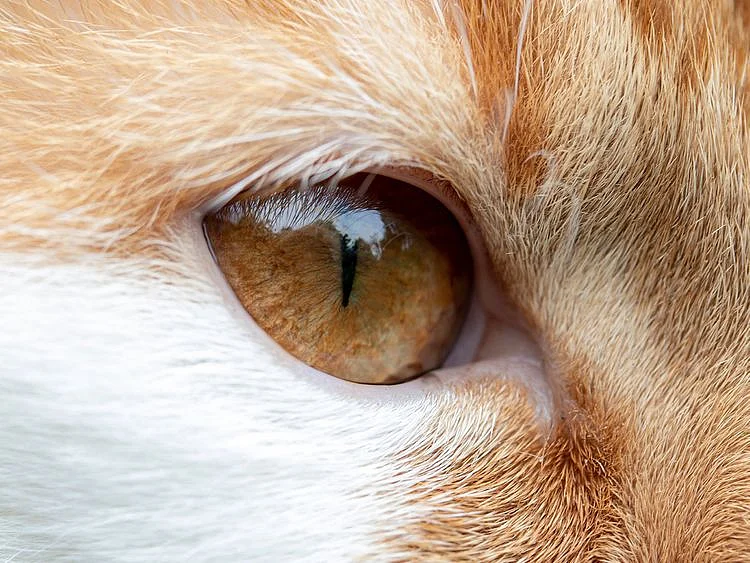 cat eye generic