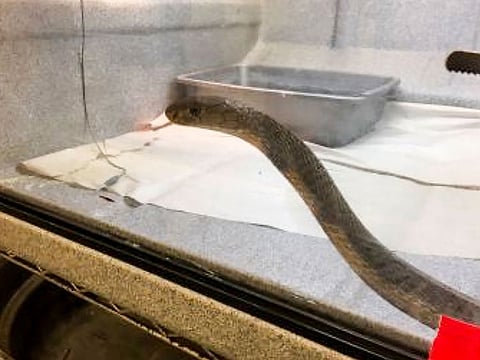 In an undated image provided by the New York State Department of Environmental Conservation, one of the snakes seized on William Engelder’s property in Allegany, New York.