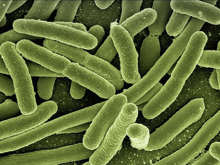 bacteria