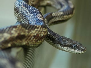 Man bites back snake who bit him