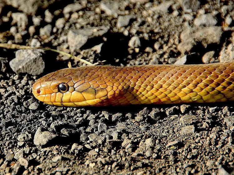 snake generic