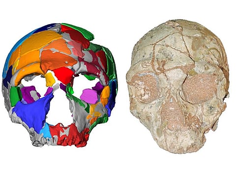 This handout picture released on July 10, 2019, by Eberhard Karls University of Tuebingen shows a reconstruction and computer model of part of a skull named Apidima 2, discovered in a Greek cave, which was determined in a study to have the characteristics of Neanderthal man.
