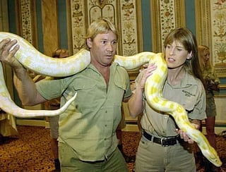 With his trademark khaki shorts, Australian accent, cries of “Crikey!” and seemingly fearless encounters with crocodiles, snakes and other wildlife, Steve Irwin became a television phenomenon.