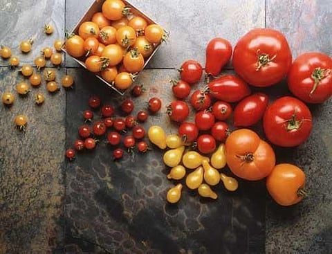 A case of too much tomato 