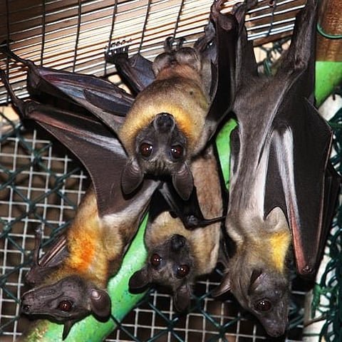 Unlike insect bats, the UAE's Egyptian fruit bat (Rousettus aegyptiacus) is a flying mammal with large eyes that are used for echo-location or detecting food and predators. It is half the size of the Giant Fruit Bat, but is similar in most features. UAE fruit bats travel to far off places to get food.