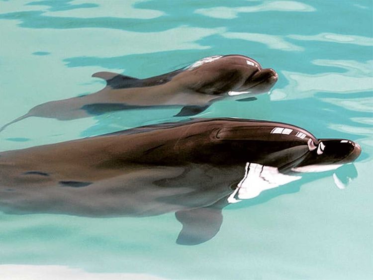 190801 dubai dolphinarium