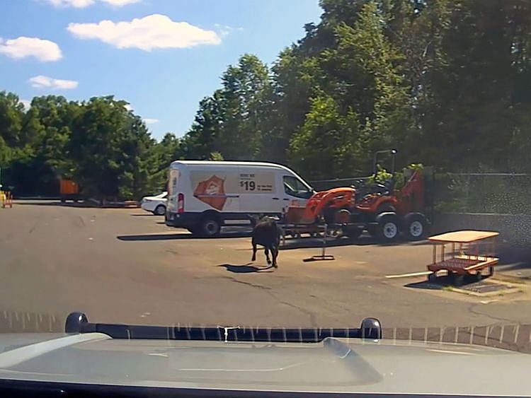 Cow_Slaughter_Parking_Lot_45998