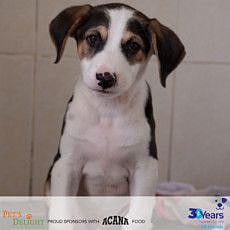 RDS_190805 Save an animal - Biden-1564933304529