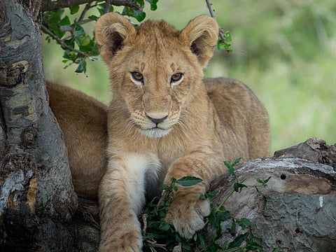 Lioness sitting and looking at the savanna