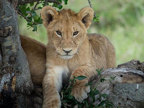 Lioness sitting and looking at the savanna