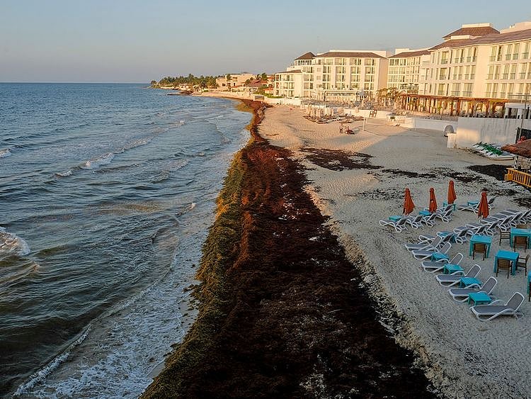 sargassum