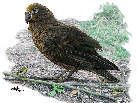 This handout picture released by the Flinders University shows the drawing by Dr. Brian Choo featuring a giant-sized Parrot
