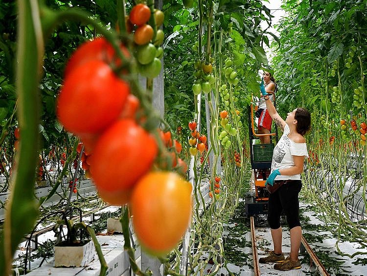 Italian tomato