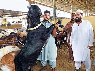 Dubai abattoir timings announced