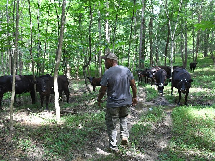 Cattle-1565250888251