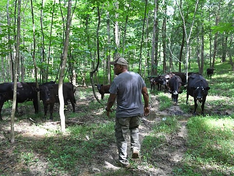 Cattle grazing in a forest.