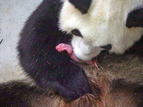 A newborn twin panda cub is seen at the Pairi Daiza wildlife park, a zoo and botanical garden in Brugelette, Belgium.