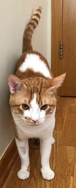 RDS_190812 Save an animal - Benjy-1565540760031