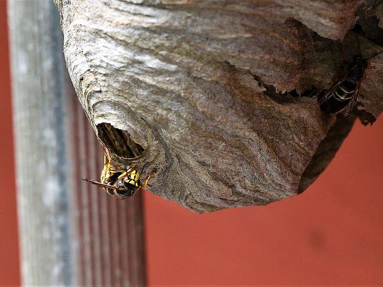 A wasps' nest