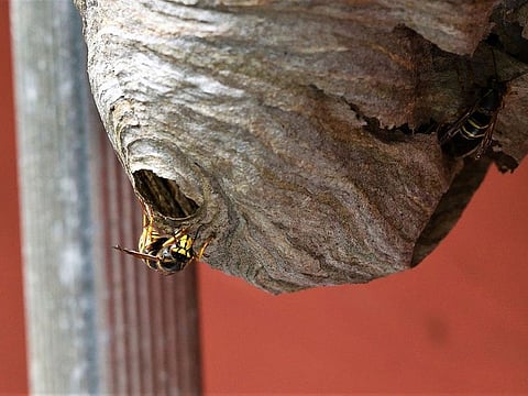 A wasps' nest. For illustrative purposes only.